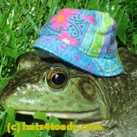 /home//u458753944/public_html/sourcegallery/////////////////////////Frogs/More bullfrogs/P6020093.JPG